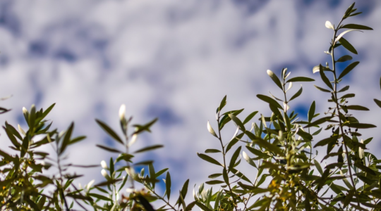 Domenica delle Palme